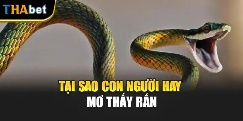 Tại sao con người hay mơ thấy rắn